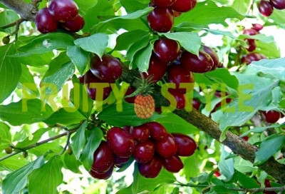 Кизил 5 кг Кизил 5 кг